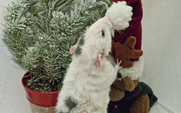 Tucker investigating a toy moose's santa hat.