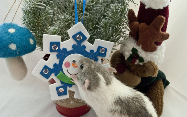 Scoby returns to grab the snowflake ornament on the tree.