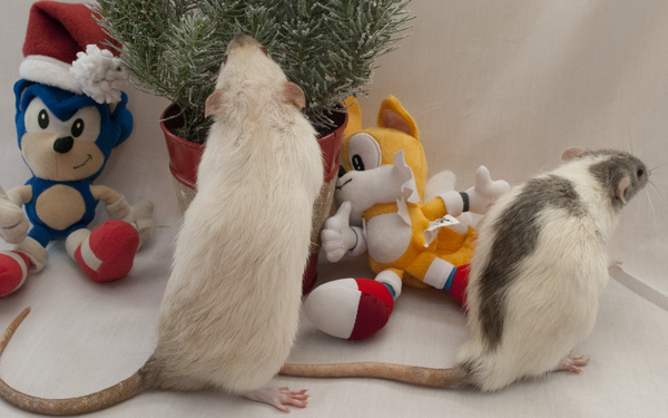 Two pet rats investigating the tree.