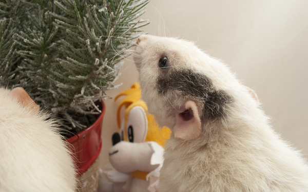 A close-up of Tucker the rat's face.