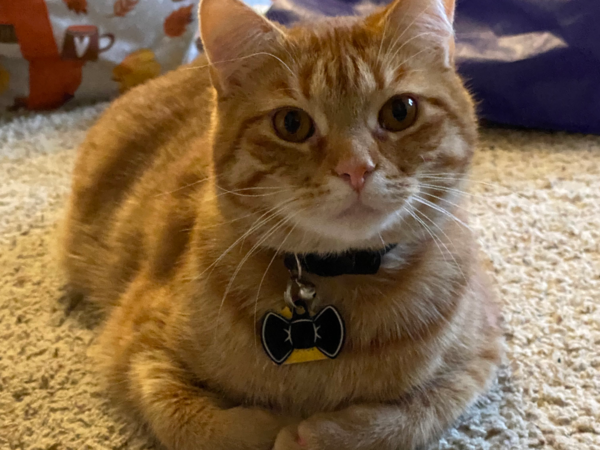 A gigantic orange tabby cat with a huge head.