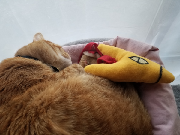 Dunkin is in his cat tower, cuddling his King St. Bee toy.