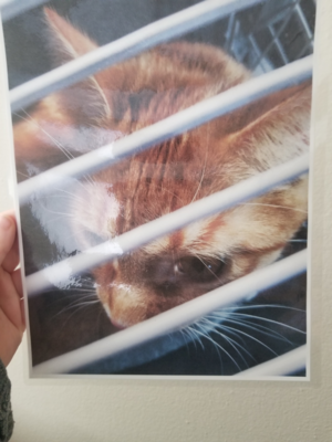 A laminated photo of my dumb orange cat.