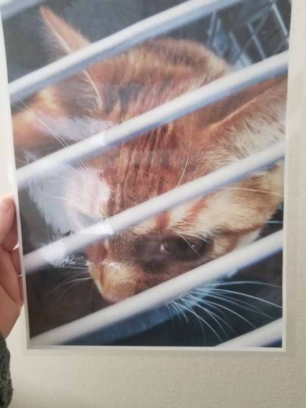 A laminated photo of my dumb orange cat.