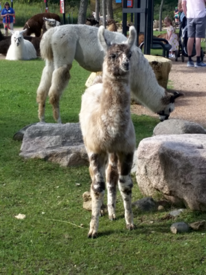 A younger llama, standing