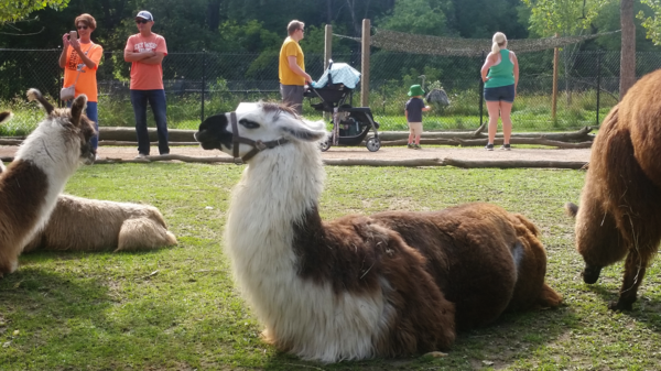 A llama sitting