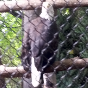 Close up shot of a bald eagle